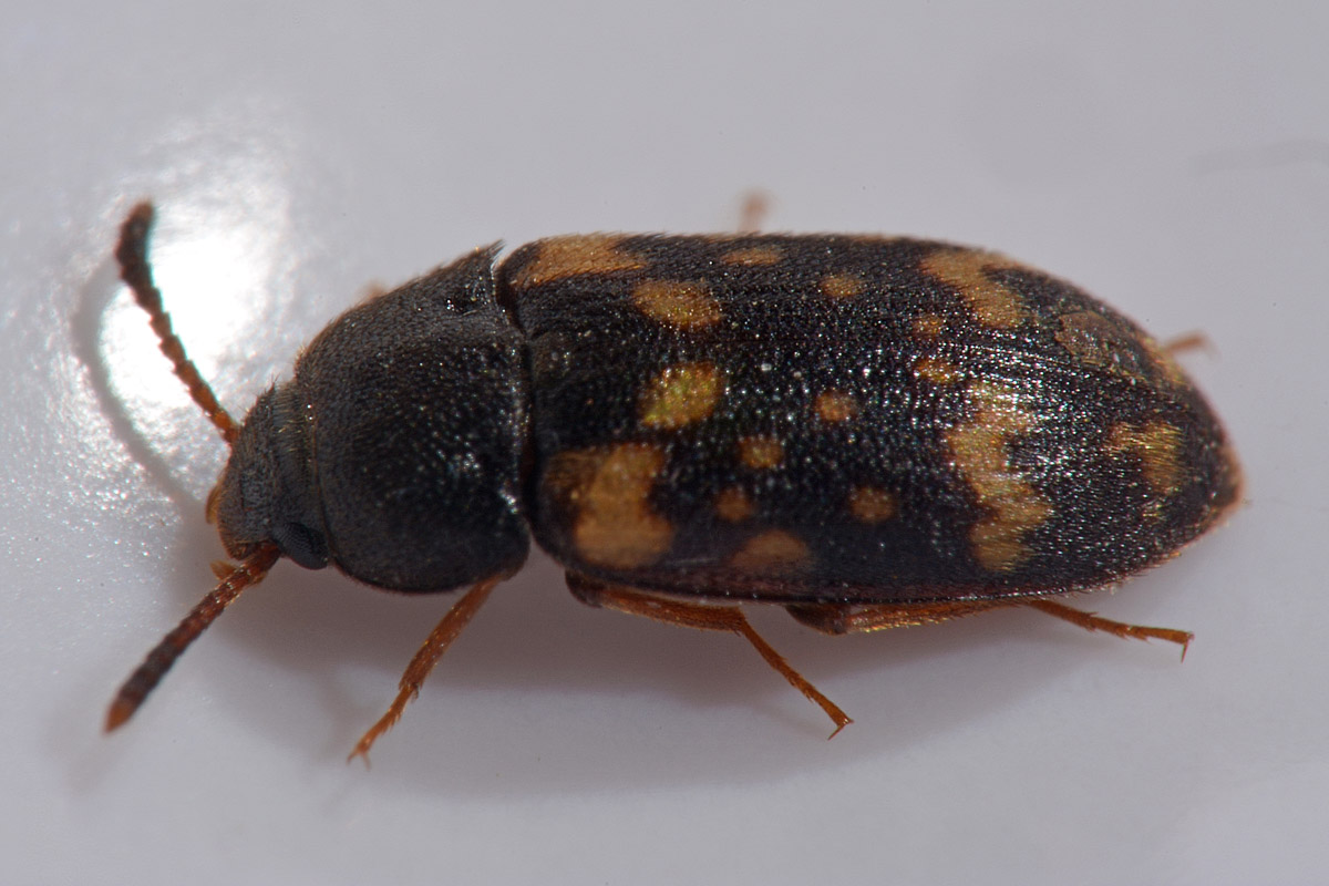 Mycetophagidae: Mycetophagus atomarius? S.